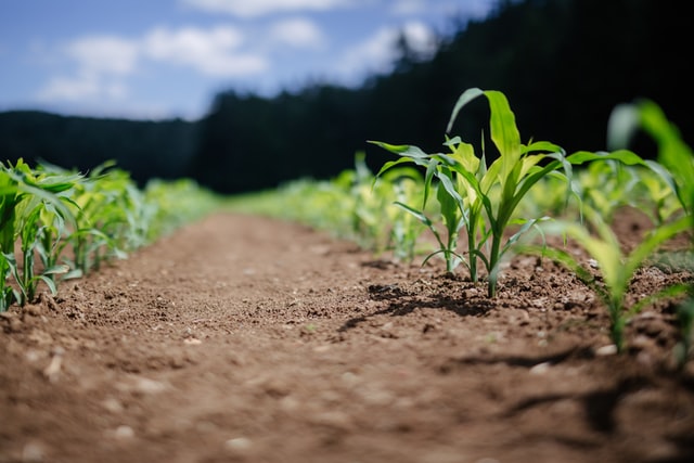 Znakomita wiedza na temat odchwaszczania kukurydzy
